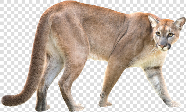 Puma   Mountain Lion   Puma   Mountain Lion Transparent Background  HD Png DownloadTransparent PNG