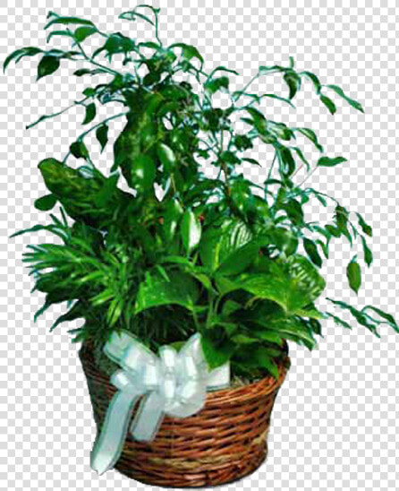 Houseplant  HD Png DownloadTransparent PNG