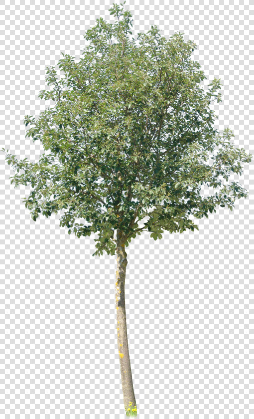 Transparent River Birch Png   Pond Pine  Png DownloadTransparent PNG