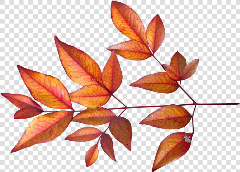 Leaves  Bamboo  Autumn  Fall  Garden  Season   Png Őszi Levelek  Transparent PngTransparent PNG