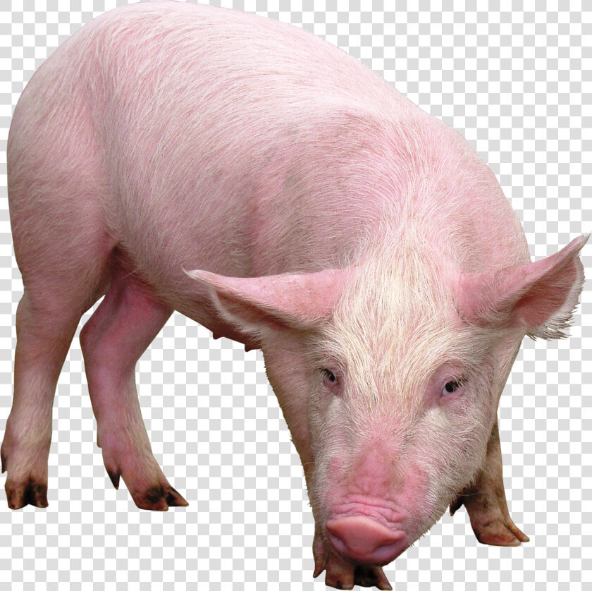 Imagens De Porcos Imagens De Porcos   Pig Png  Transparent PngTransparent PNG