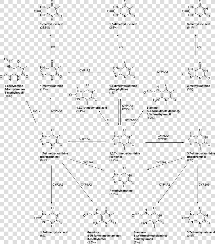 Caffeine Metabolism   Caffeine Metabolites  HD Png DownloadTransparent PNG