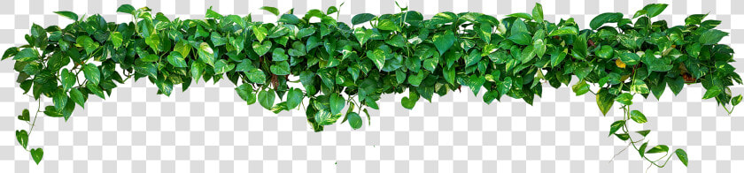 Rooftop Bar Brisbane Plant   Devils Ivy Wall  HD Png DownloadTransparent PNG