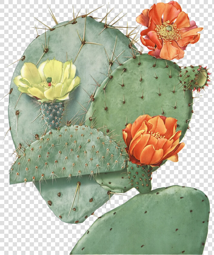 Opuntia Ficus Indica  HD Png DownloadTransparent PNG