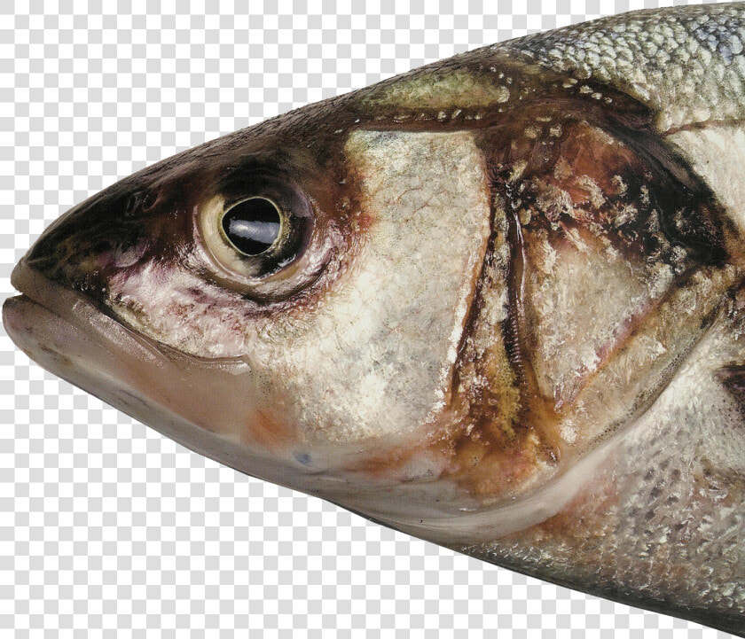 Fish Head Png  Picture   Head Of A Fish  Transparent PngTransparent PNG