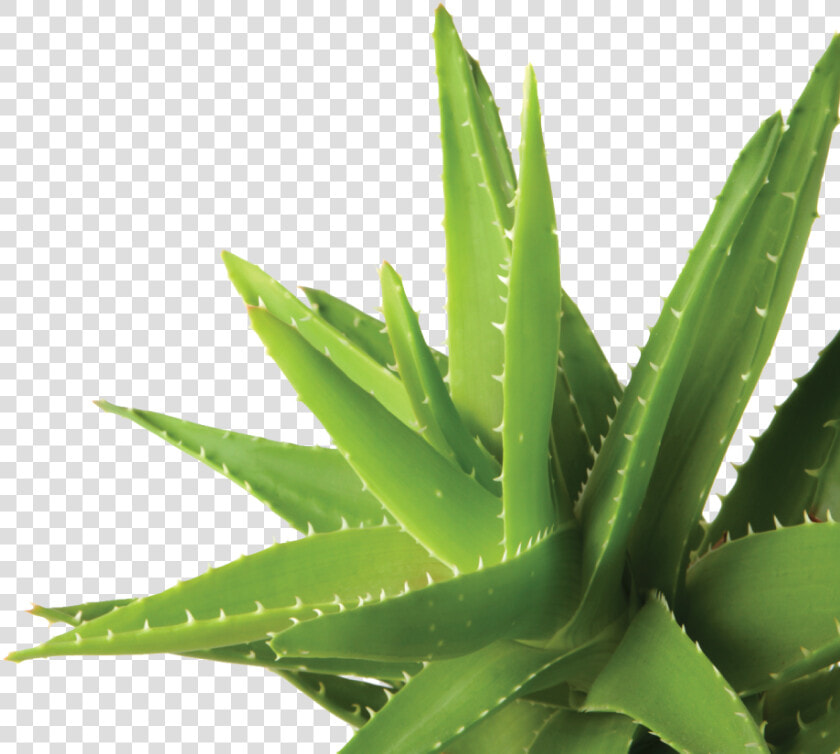 Agave  HD Png DownloadTransparent PNG