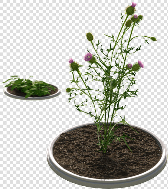 Improved Control Of Tough Weeds   Houseplant  HD Png DownloadTransparent PNG