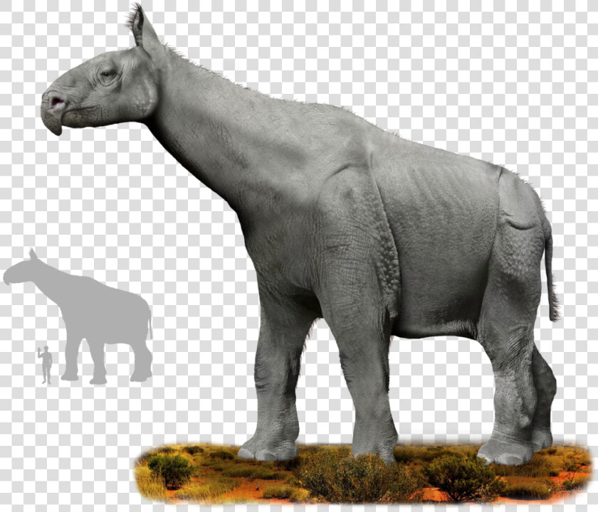 Animal Ancestors  HD Png DownloadTransparent PNG