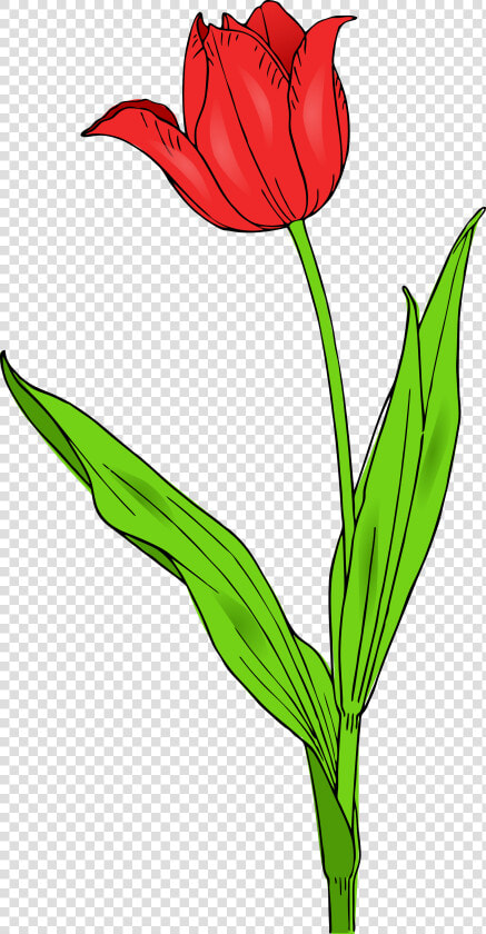 Tulip Clip Art Clipart   Tulip Clip Art  HD Png DownloadTransparent PNG