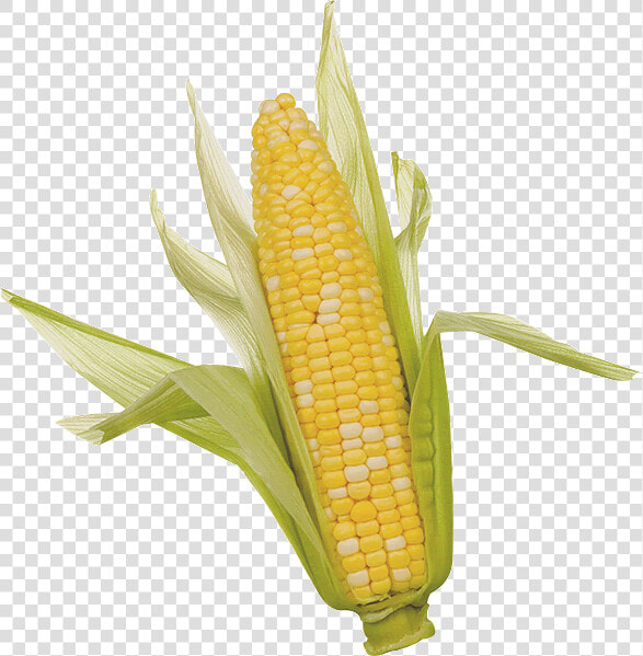 Corn   Ear Of Corn  HD Png DownloadTransparent PNG