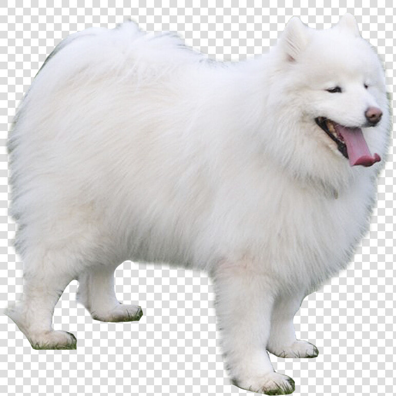 Transparent Samoyed Png   Japanese Spitz  Png DownloadTransparent PNG