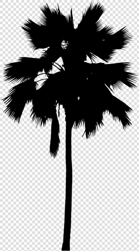 Asian Palmyra Palm Palm Trees Leaf Line Silhouette  HD Png DownloadTransparent PNG