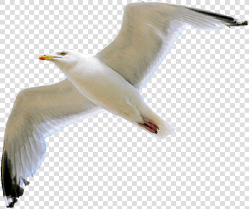 Gull Png Transparent Image   Seagull Png  Png DownloadTransparent PNG