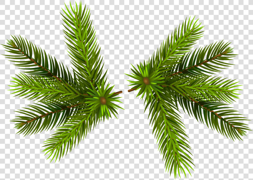 Pine Branches Transparent Png Clip   Transparent Pine Branch Png  Png DownloadTransparent PNG