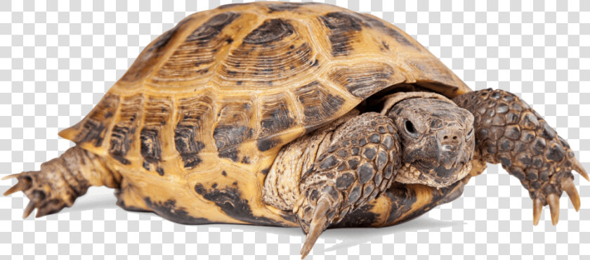 Russian Tortoise Png  Transparent PngTransparent PNG