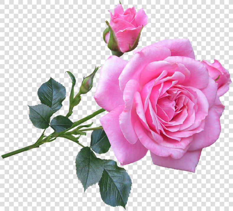 Pink Rose Flower Png   Good Morning Pink Roses  Transparent PngTransparent PNG