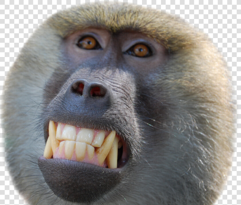 Baboon Smiling  HD Png DownloadTransparent PNG