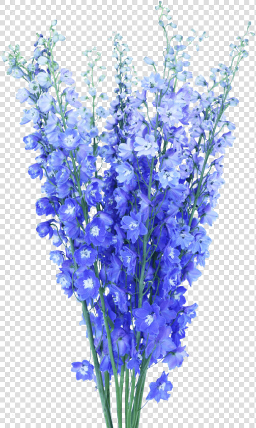 Blue Delphinium Arrangement  HD Png DownloadTransparent PNG