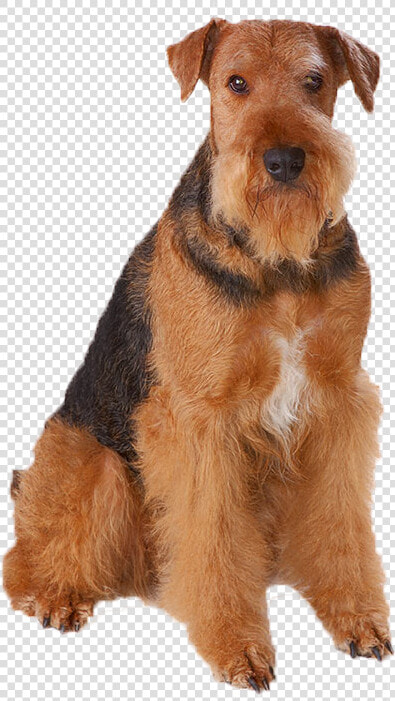 Dogs Png Image File   Nice Small Dogs  Transparent PngTransparent PNG