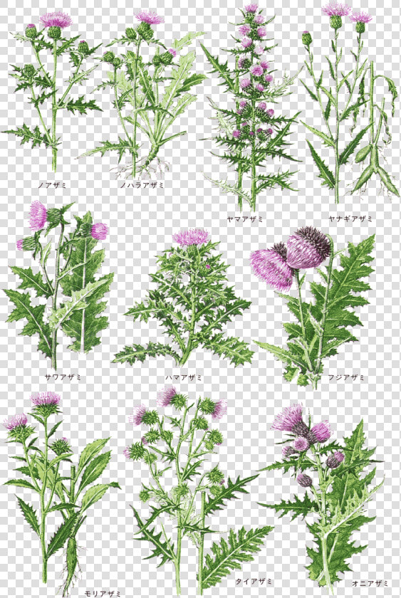 Transparent Aster Png  Png DownloadTransparent PNG