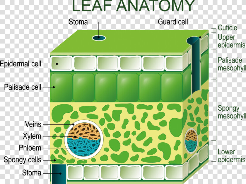 Transparent Chloroplast Png   Diagram Of A Leaf Structure  Png DownloadTransparent PNG