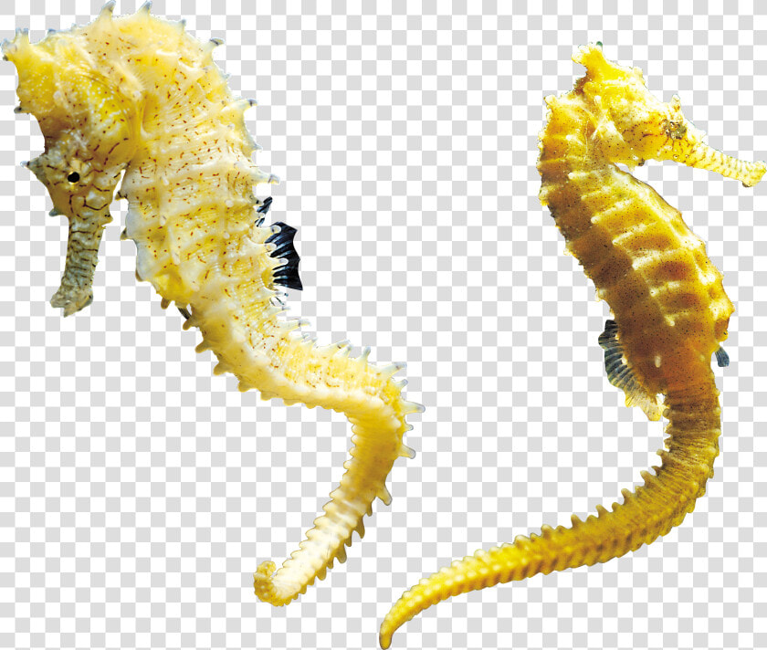 Seahorse Png   Seahorse Transparent Background  Png DownloadTransparent PNG