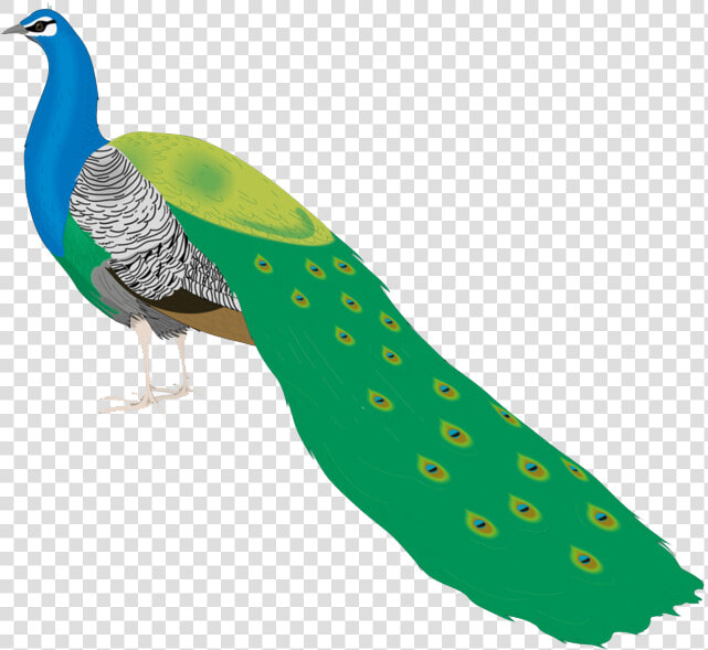 Peacock Png Free Pic   Peacocks Birds Clip Art  Transparent PngTransparent PNG