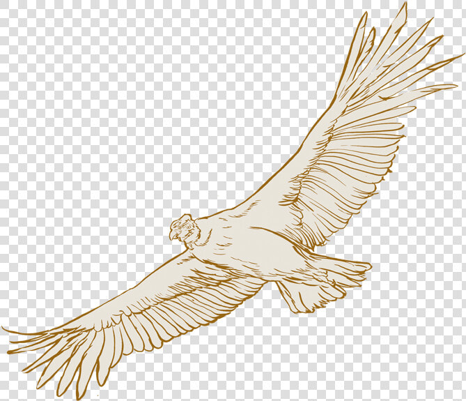 Leyenda Del Condor Dorado  HD Png DownloadTransparent PNG