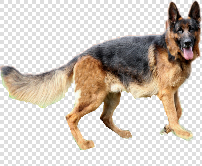 Germanshepherd Dog Alsatian Sticker   Editing Sticker Picsart Dog  HD Png DownloadTransparent PNG