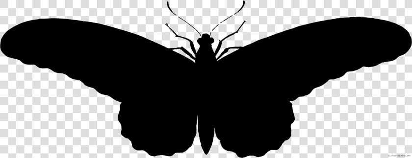 Black Moth Png   Transparent Cartoons   รูป ผีเสื้อ ขาว ดํา  Png DownloadTransparent PNG