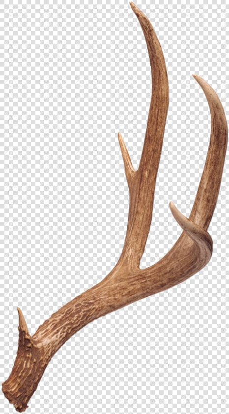 10 Point Deer Antlers   Png Download   Deer Antlers Png  Transparent PngTransparent PNG