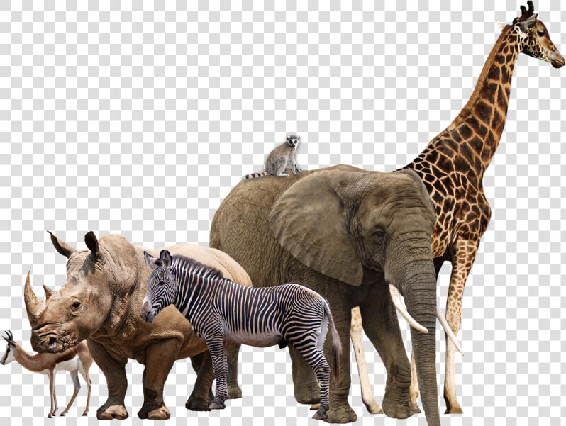 Africam Safari Maasai Mara Rhinoceros African Elephant   Transparent Background Animals Png  Png DownloadTransparent PNG