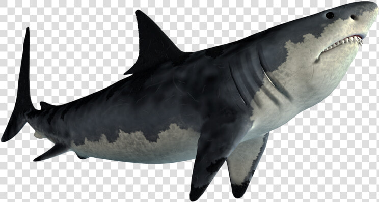 Tiger Shark Great White Shark Shark Jaws   Shark Png  Transparent PngTransparent PNG