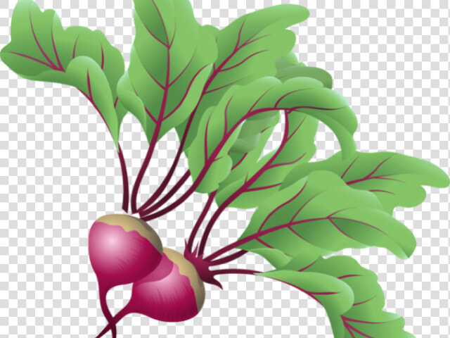 Transparent Clip Art Vegetable   Png Download   Beetroot Clipart Png  Png DownloadTransparent PNG