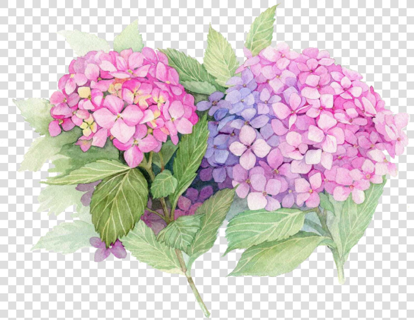 Transparent Hydrangea Bush Png   John 3 16 Kjv Easter  Png DownloadTransparent PNG