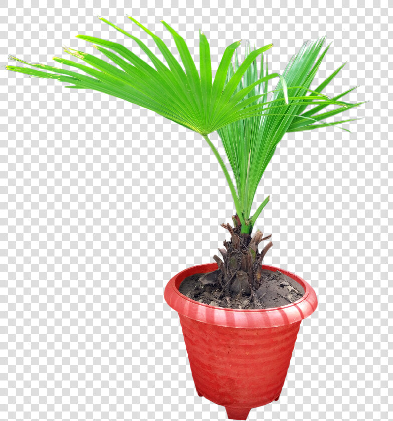 Graphics Pic   Houseplant  HD Png DownloadTransparent PNG