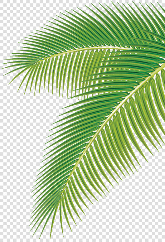 Arecaceae Palm Vector Leaf Euclidean Png Image High   Coconut Leaf Vector Png  Transparent PngTransparent PNG