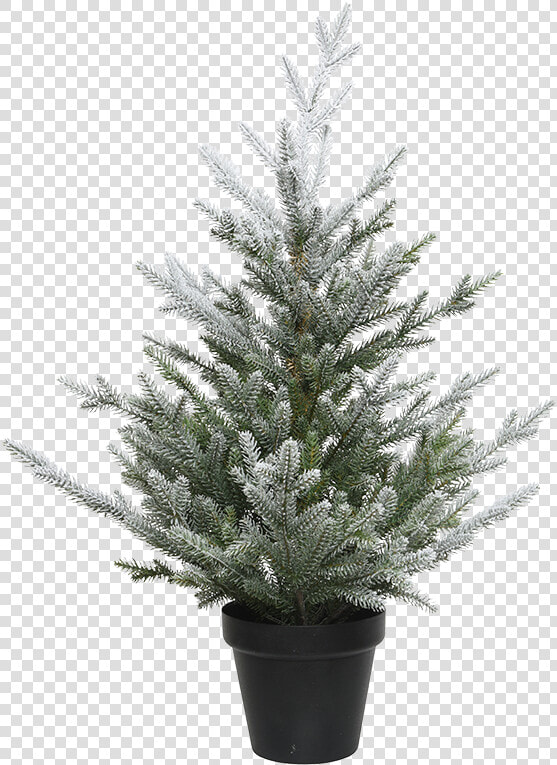 Christmas Tree In A Pot  Snowy    Weihnachtsbaum Im Topf  HD Png DownloadTransparent PNG