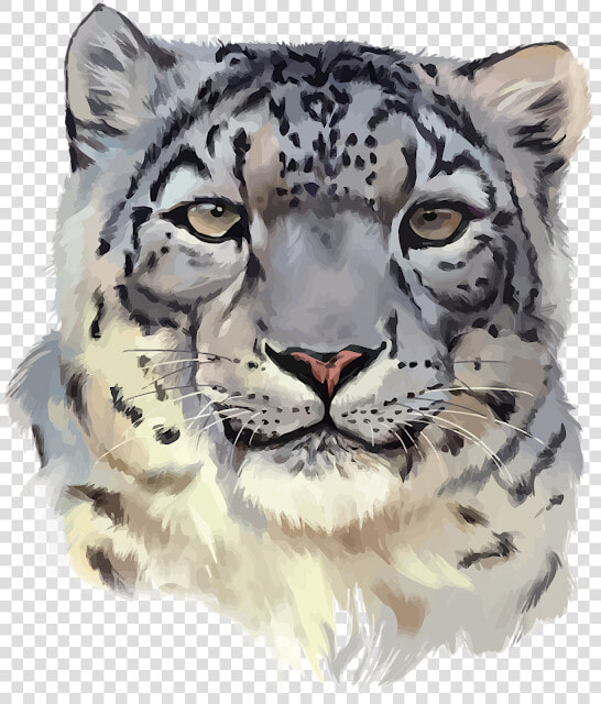 Snow Leopard Png   Snow Leopard Face Png  Transparent PngTransparent PNG