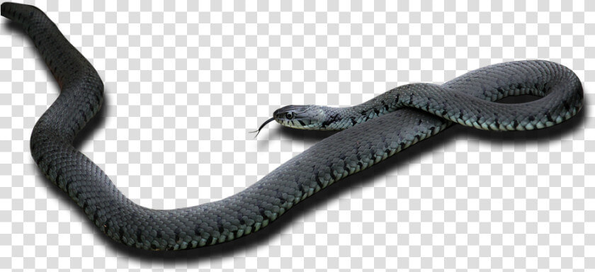 Black Mamba Png Pic   Black Mamba Png  Transparent PngTransparent PNG