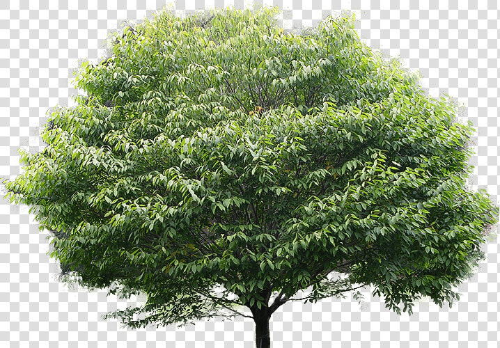 Leaf Clipart Banyan   American Hornbeam Tree  HD Png DownloadTransparent PNG