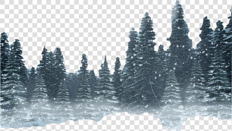 Forest Png Hd Photo   Winter Forest Transparent Background  Png DownloadTransparent PNG