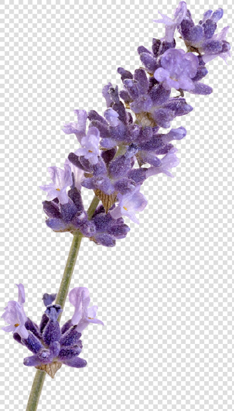 English Lavender French Lavender Flower   Lavender Png  Transparent PngTransparent PNG