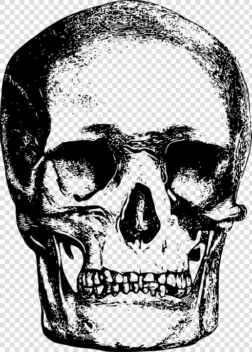 Bone  Head  Skeleton  Skull   Vintage Skull Illustration Png  Transparent PngTransparent PNG