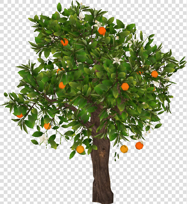 Orangetree Slice   Mandarin Tree Png  Transparent PngTransparent PNG