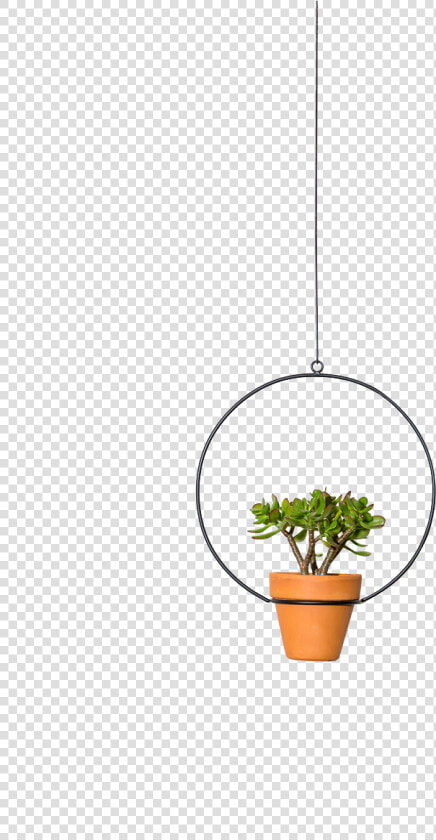 Img   Houseplant  HD Png DownloadTransparent PNG