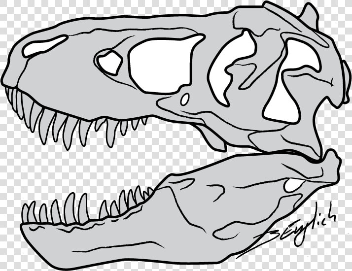 Vector Transparent Stock Trex Vector Skull   Tyrannosaurus Rex Skull Drawing  HD Png DownloadTransparent PNG