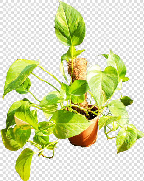 Houseplant  HD Png DownloadTransparent PNG