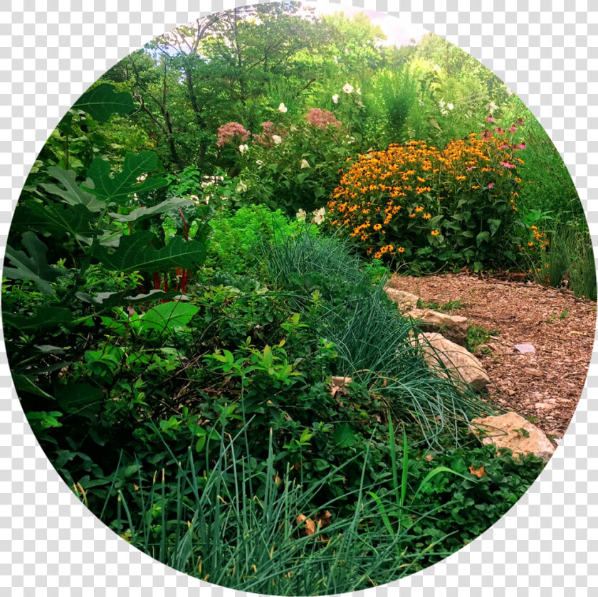 Backyard   Tickseed  HD Png DownloadTransparent PNG