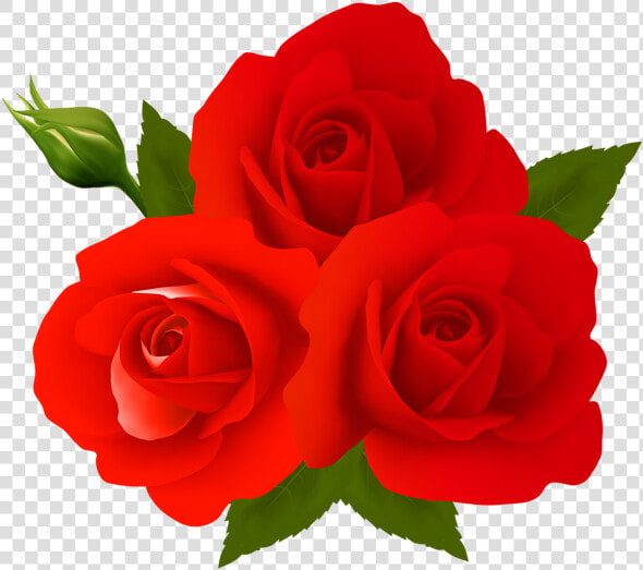 Rose Png   Gulab Ka Phool Download  Transparent PngTransparent PNG